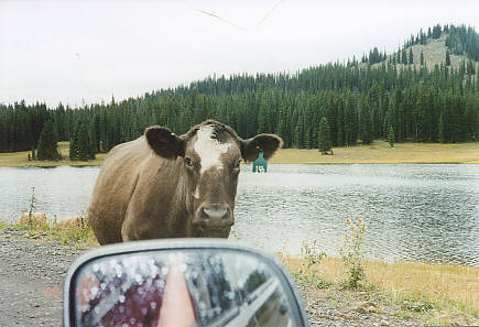 Cow on Grand Mesa